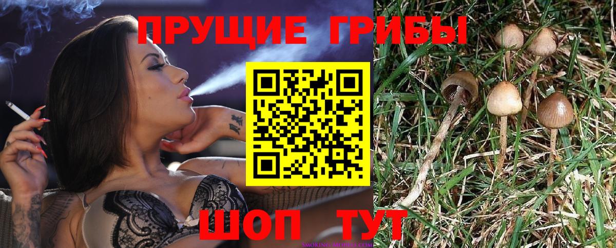 Псилоцибиновые грибы Psilocybine cubensis  Вход с VPN  Галлюциногенные грибы Cubensis  Саяногорск 